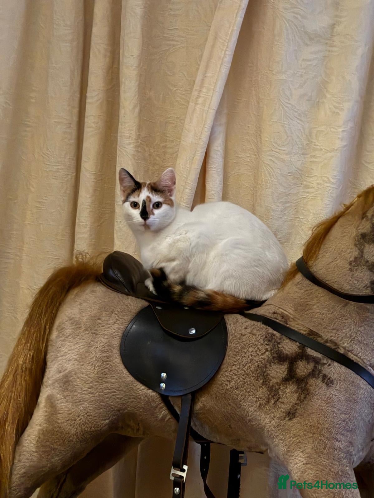 Domestic Shorthair cats Stunning kittens raised in a family home - Advert 5