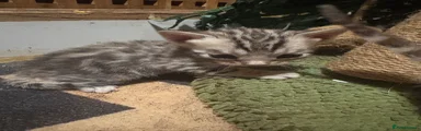 Bengal 1