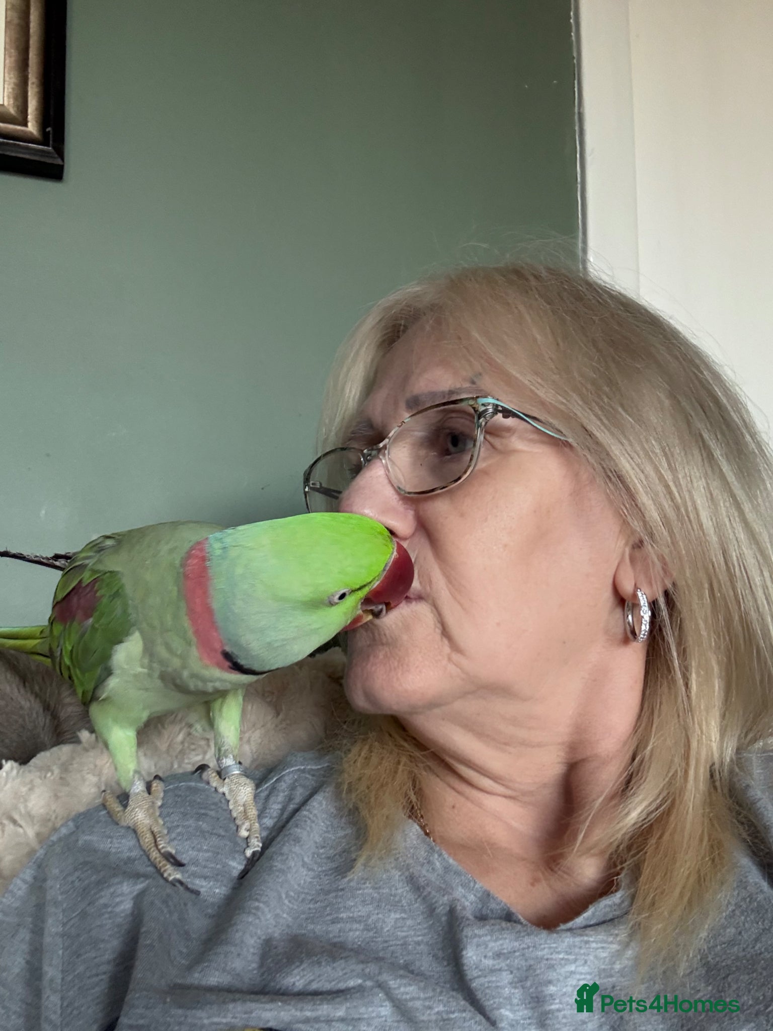 Parakeets birds Pair of Alexandranes  - Advert 2