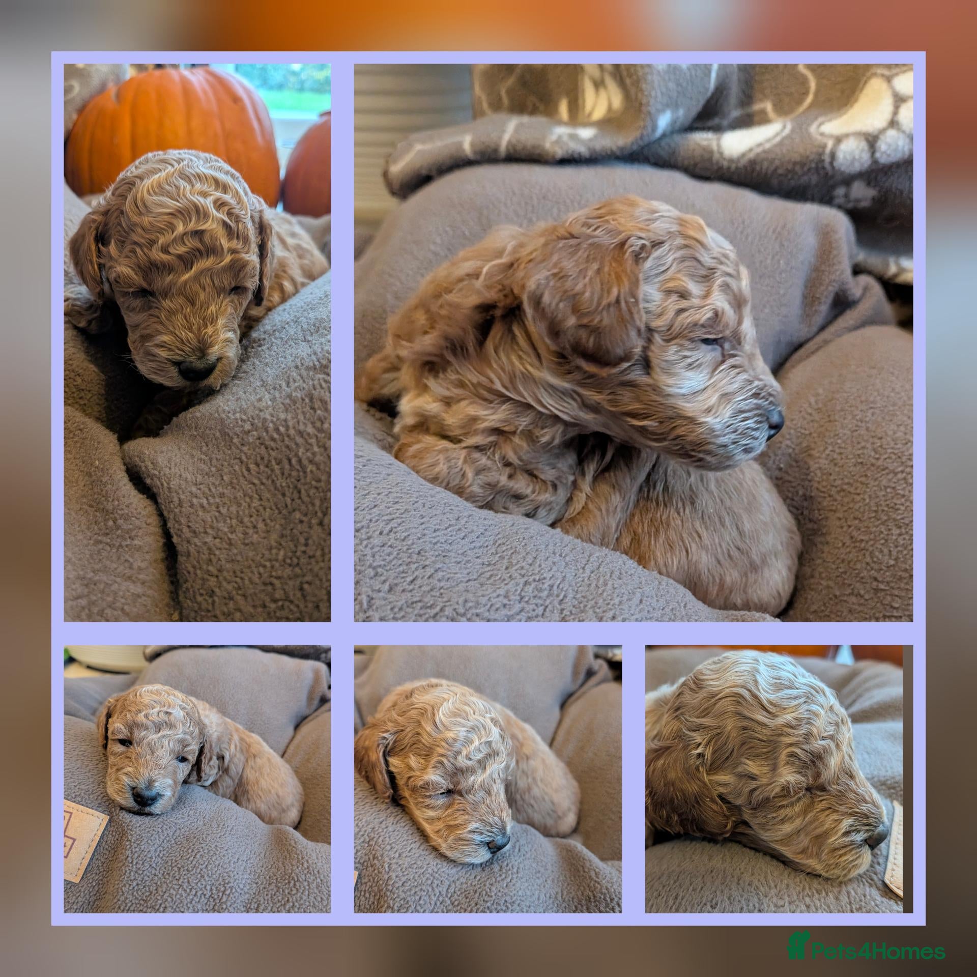 Toy Poodle dogs for sale: Beautiful Toy Poodle Puppies – Apricot boy 🩵 - Advert 10