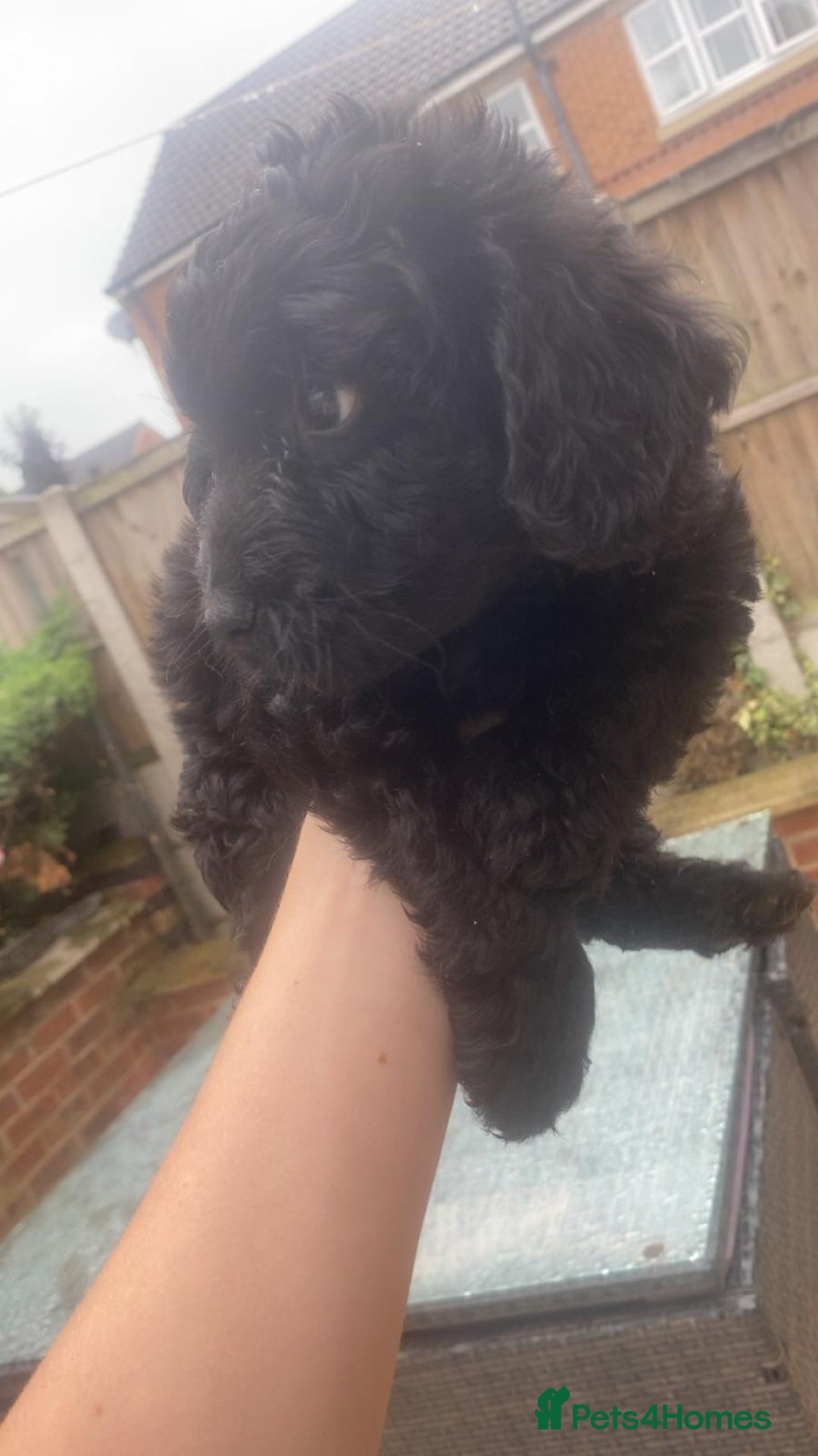 Cockapoo dogs for sale: F2 cockapoo - Image 19