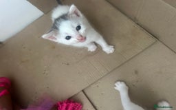 British Shorthair cats for sale: 6 beautiful kittens ready to go! £70 - Image 5