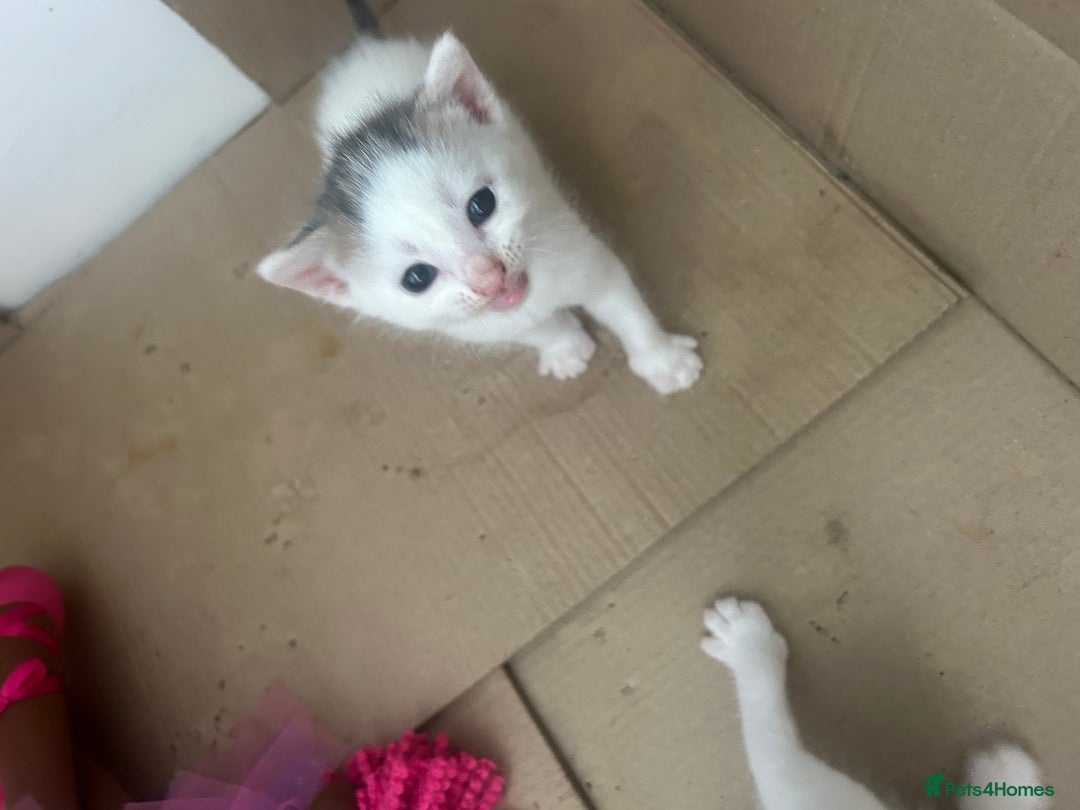 British Shorthair cats for sale: 6 beautiful kittens ready to go! £70 - Image 5