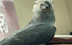 Parrots birds for sale: African grey baby parrot - Image 2