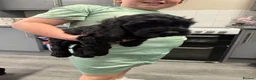 Cockapoo dogs for sale: F1b cockapoo  - Advert 7