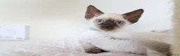 Devon Rex cats for sale: Devon rex kittens neutered  included in the price - Advert 5