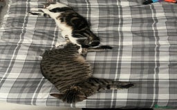 Domestic Shorthair cats for sale: 6 kittens 3 x tabby 3 x black - Image 5