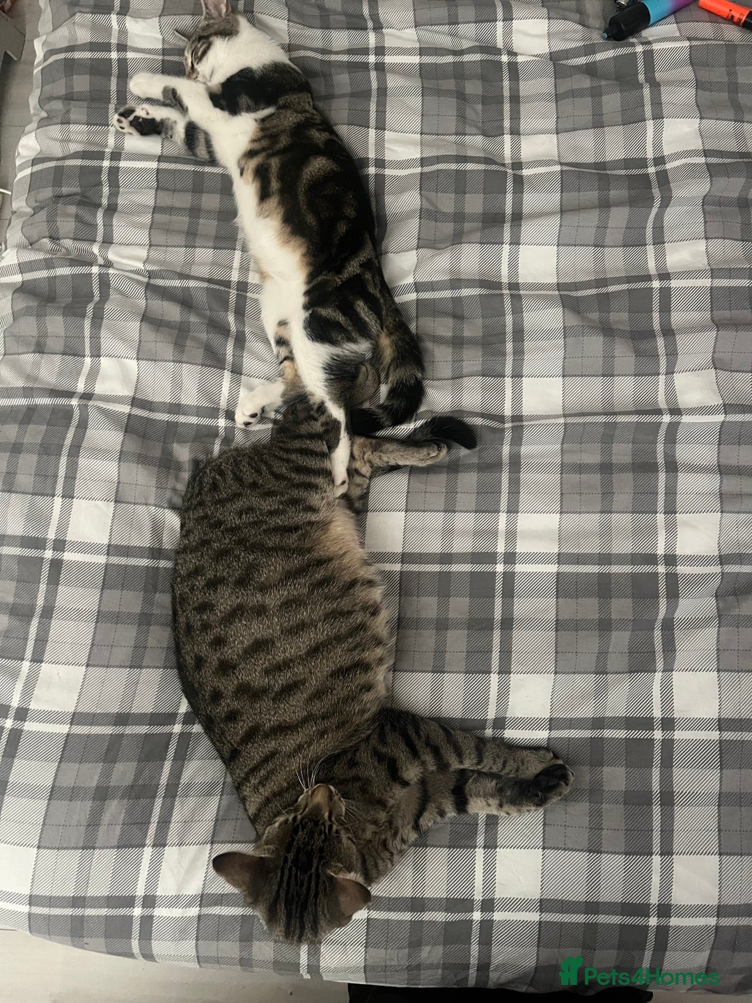 Domestic Shorthair cats for sale: 6 kittens 3 x tabby 3 x black - Image 5