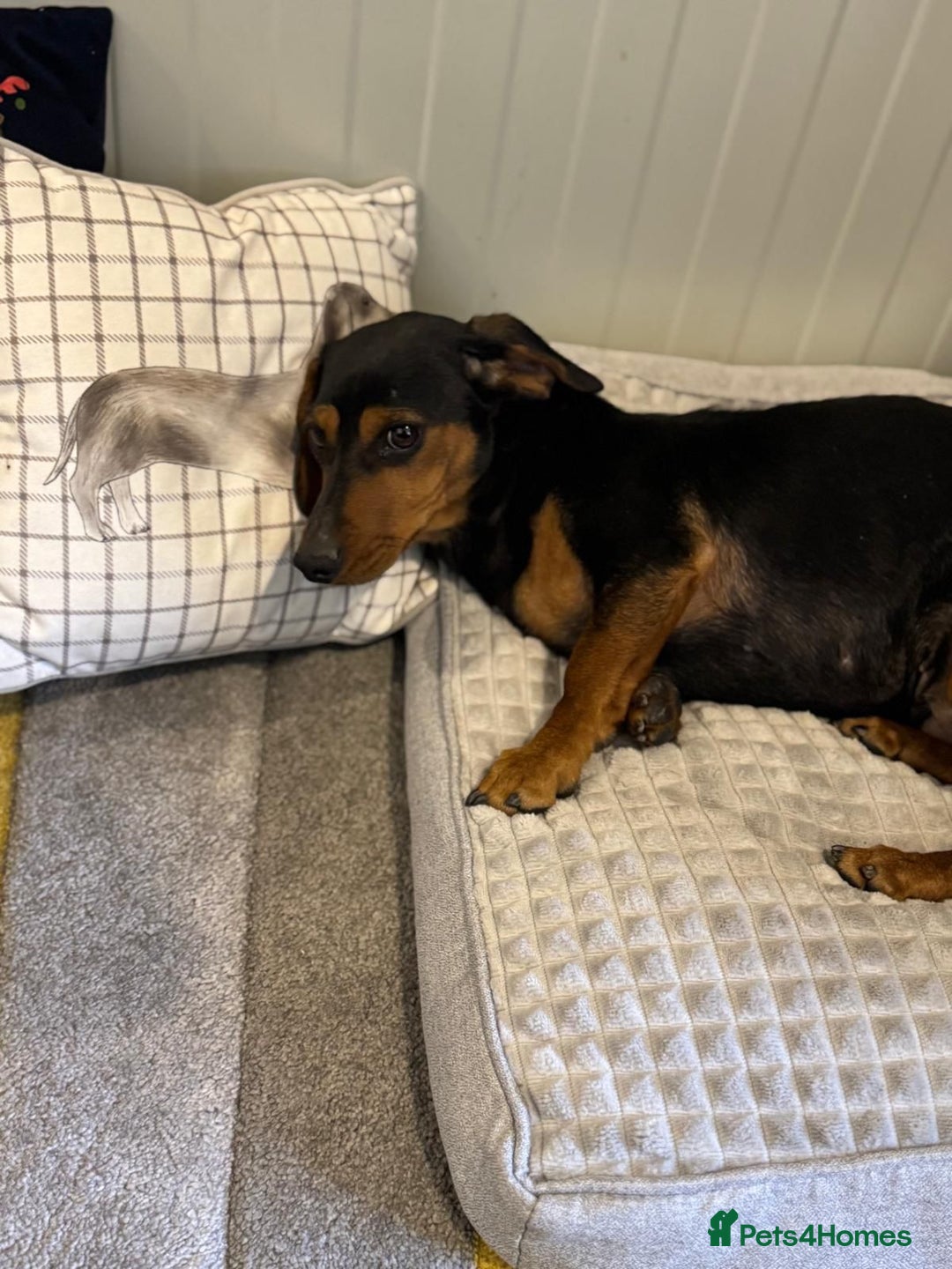 Mixed Breed dogs for adoption: Beautiful Mira needs a home - Advert 17