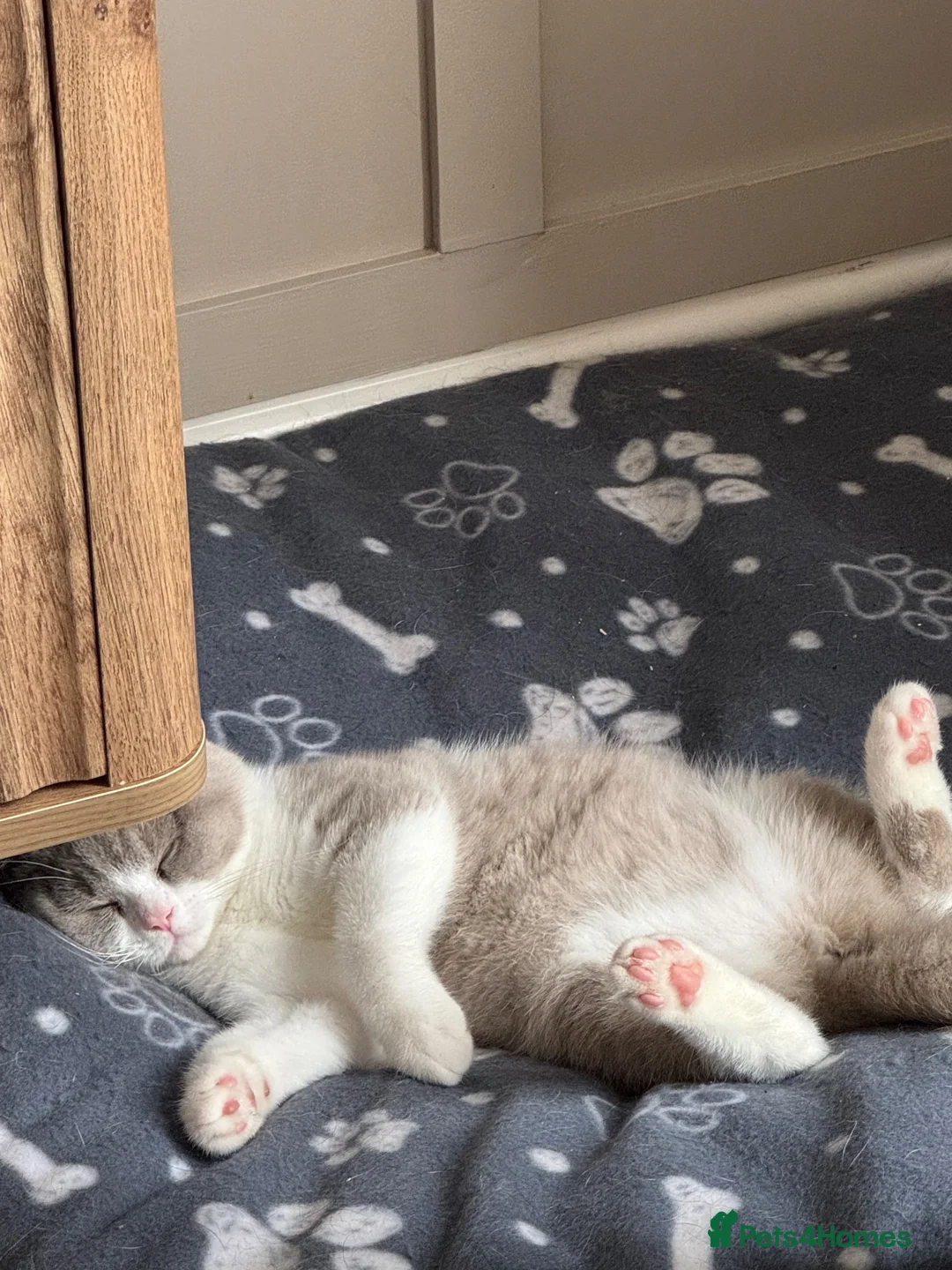 British Shorthair cats for sale: Loving home wanted  - Advert 4