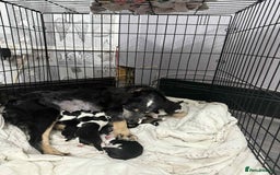 Border Collie dogs for sale: Border collie pups - Image 1