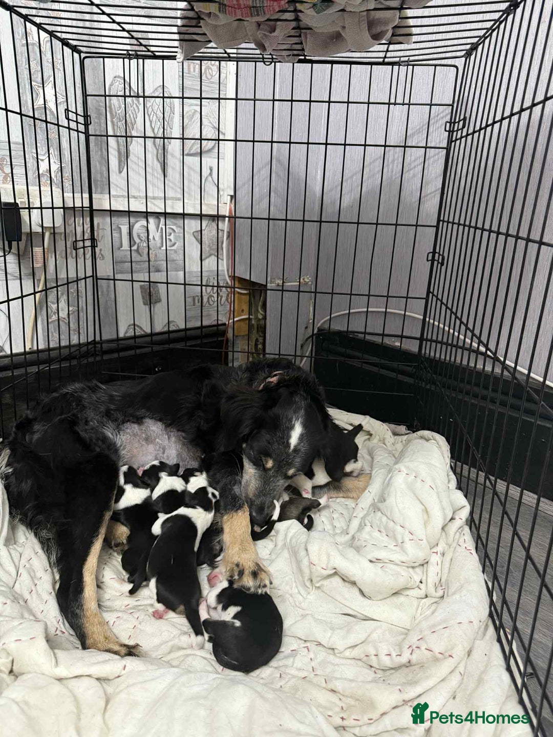 Border Collie dogs for sale: Border collie pups - Image 1