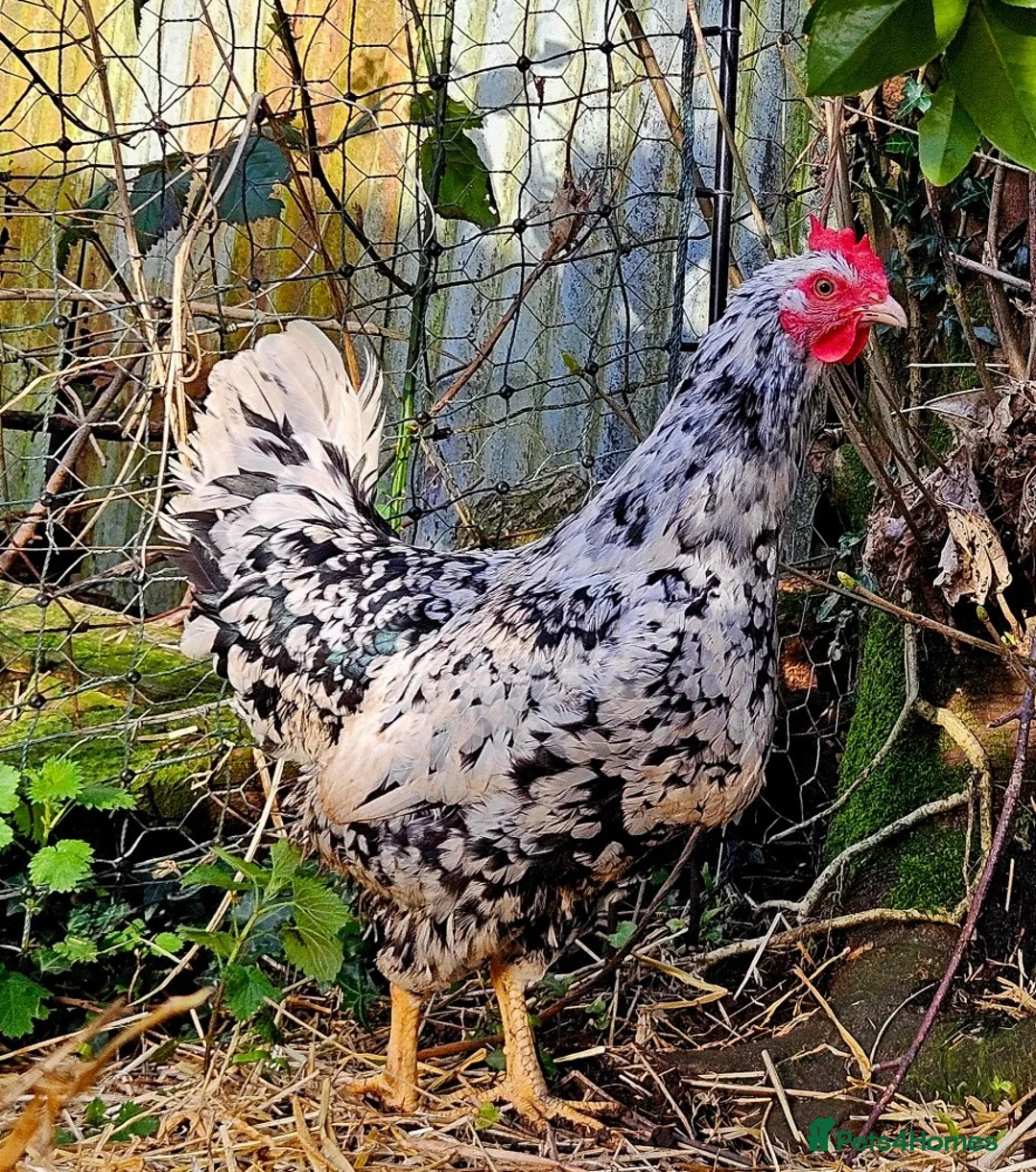 Chickens poultry for sale: Pita Pinta Asturiana Hatching Eggs Spanish breed - Advert 2