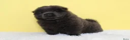 Chow Chow dogs for sale: Stunning chow chow pups  - Advert 9