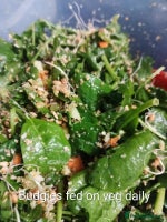 Budgerigars birds - Advert 2