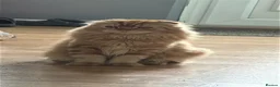 Scottish Fold cats for sale: Mini lion - Advert 1
