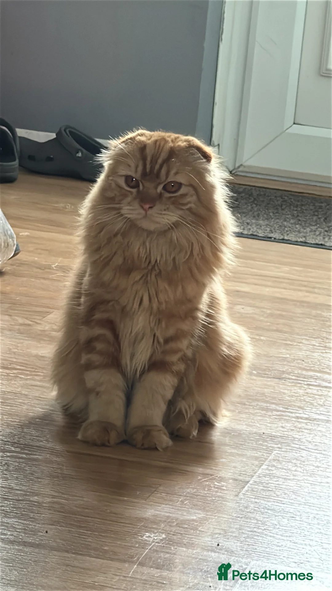 Scottish Fold cats for sale: Mini lion - Advert 1