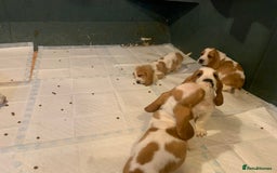 Basset Hound dogs for sale: Basset Hound Puppies - Image 10