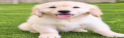 Golden Retriever dogs for sale: Advanced trained golden retrievers  - Advert 2