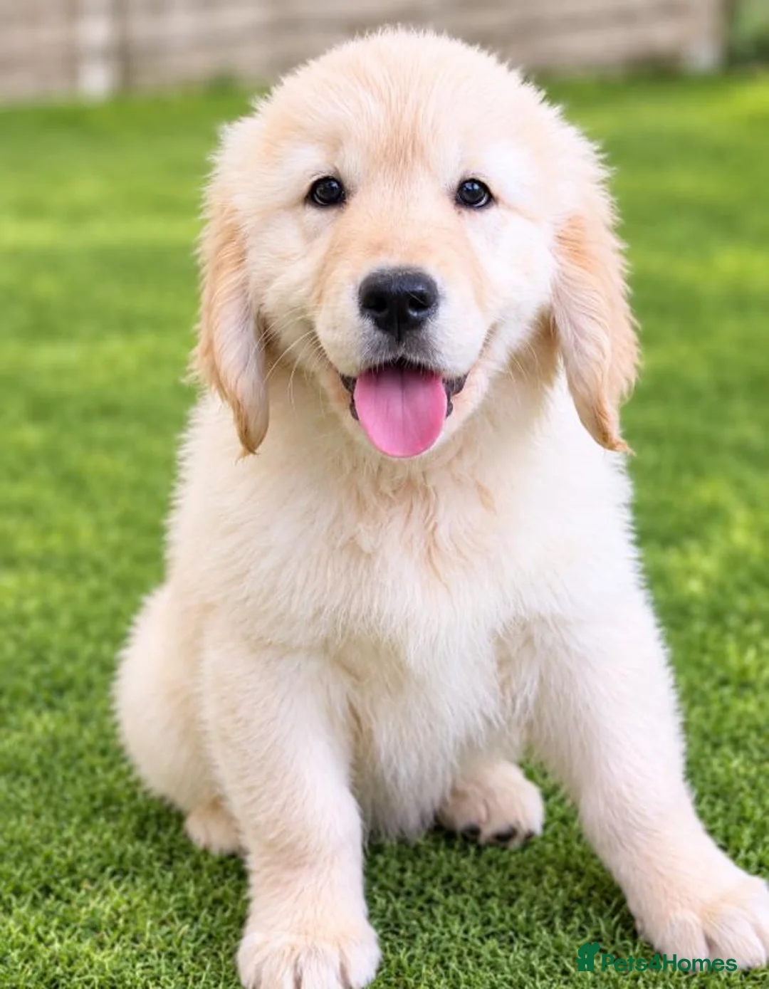 Golden Retriever dogs for sale: Advanced trained golden retrievers  - Advert 2