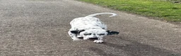 Dalmatian dogs for sale: Stunning Black-Spotted Dalmatian Male in Immingham - Advert 4