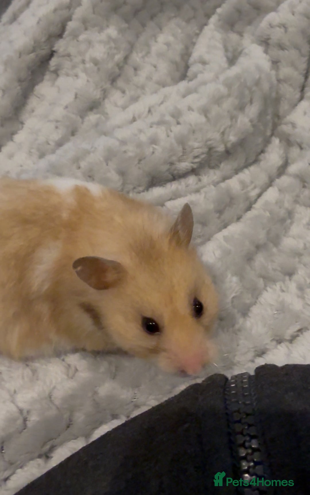 Hamster rodents for sale: Meet Bear, Female Syrian for Adoption - Advert 4