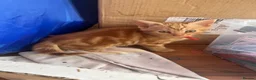 Mixed Breed cats for sale: 3 purrfect ginger girls looking 4 their forever  - Advert 7