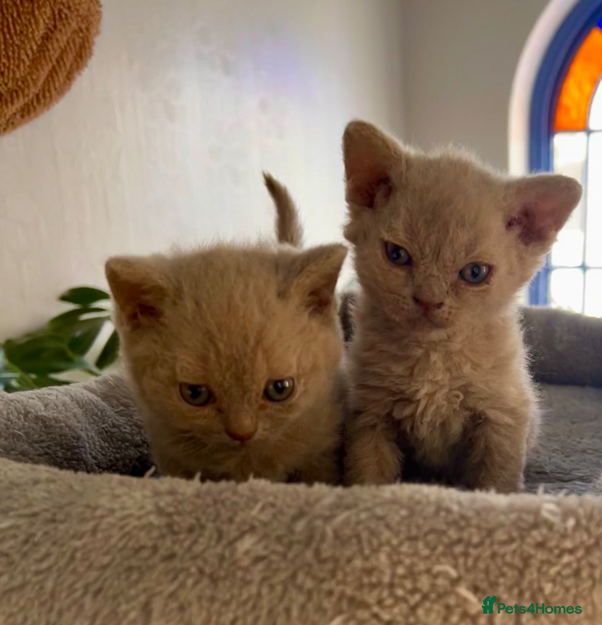 Selkirk Rex cats Selkirk rex kittens 3 boys 😺 - Advert 1