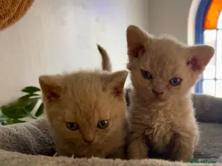 Selkirk Rex cats Selkirk rex kittens 3 boys 😺 - Advert 15