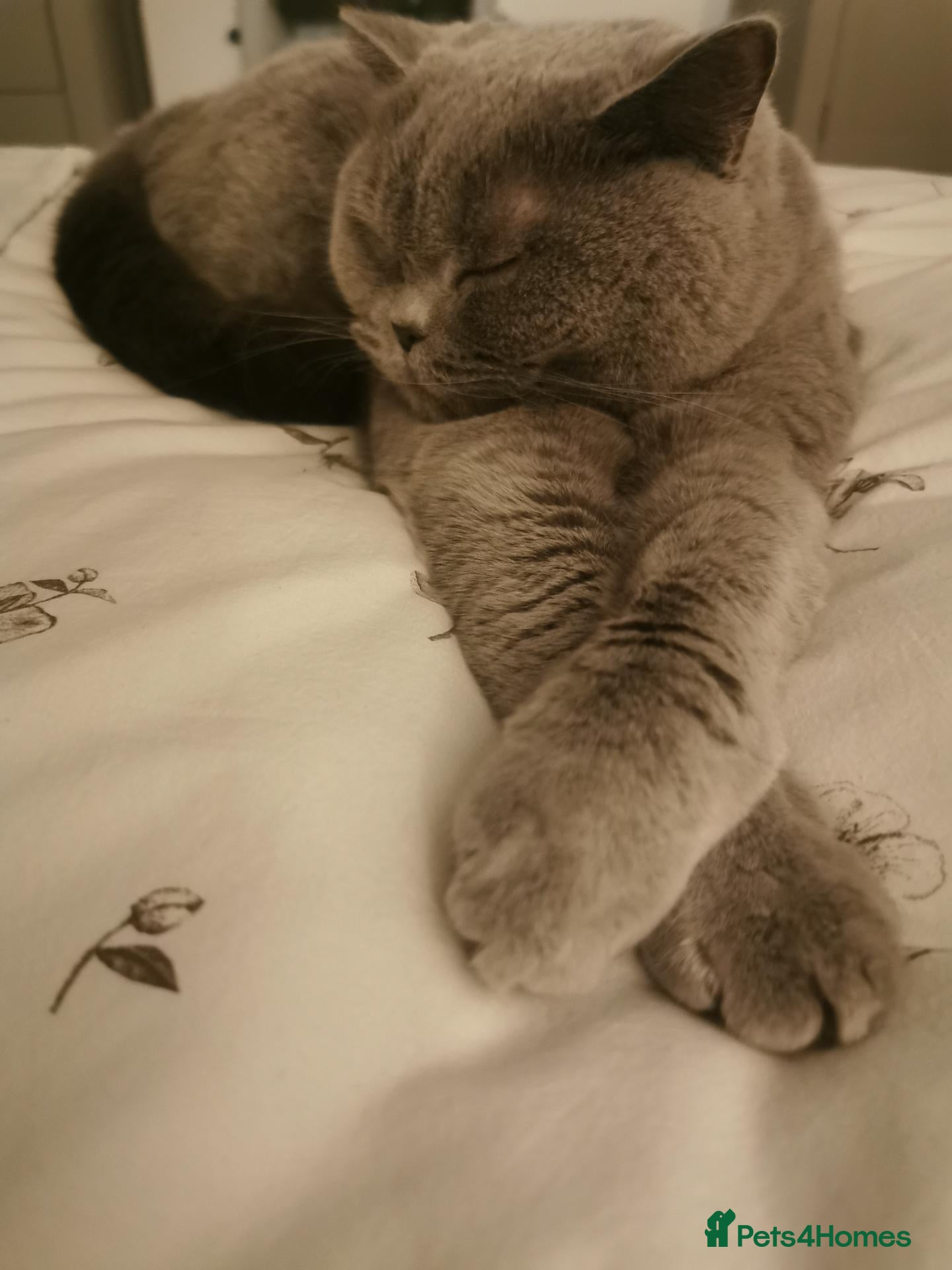 British Longhair cats Dior  - Advert 16