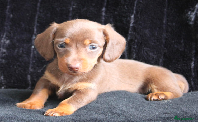 Miniature Dachshund dogs - Advert 4