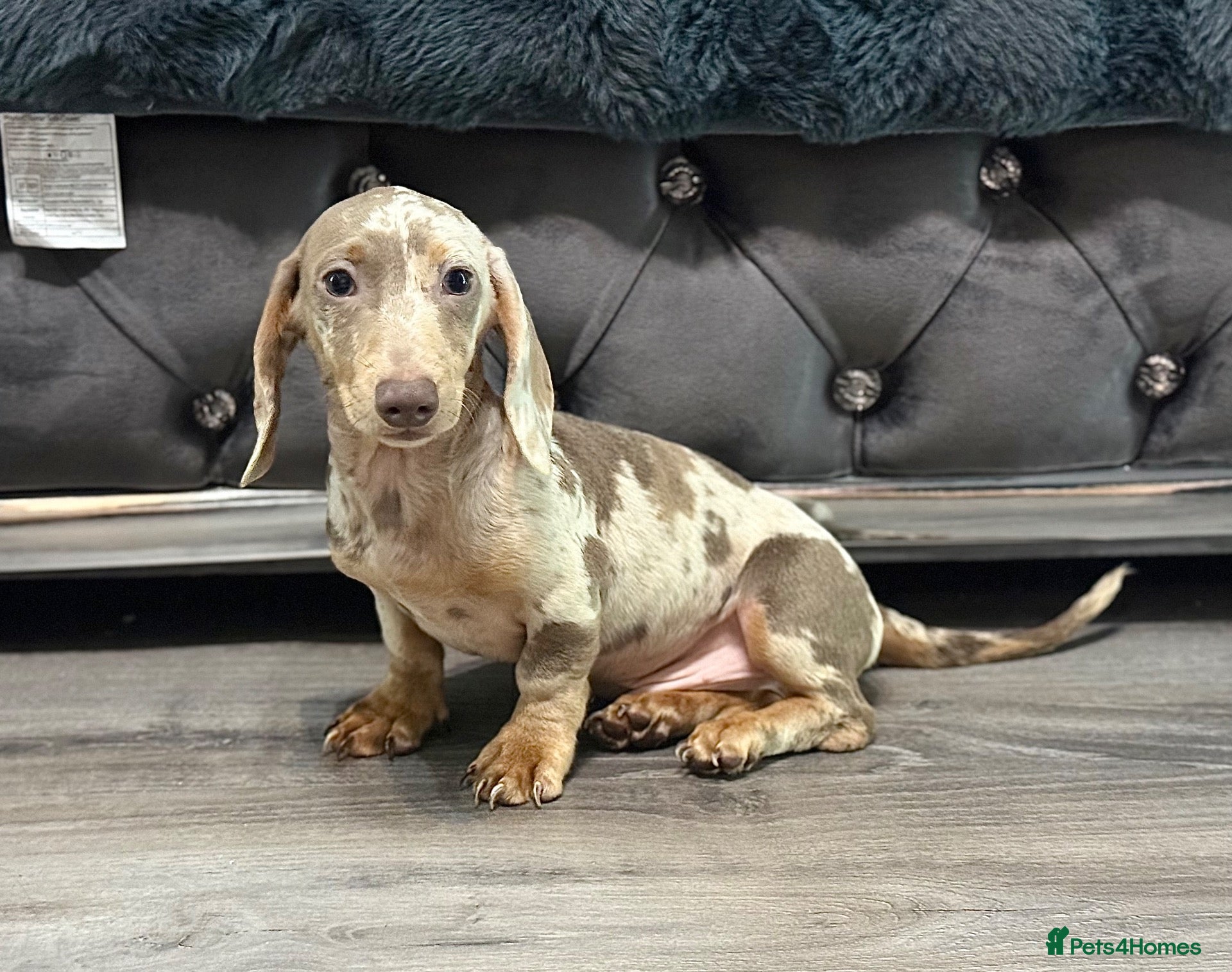 Miniature Dachshund dogs 💙Carry fluffy Isabella Boys🐶❤️ - Advert 9