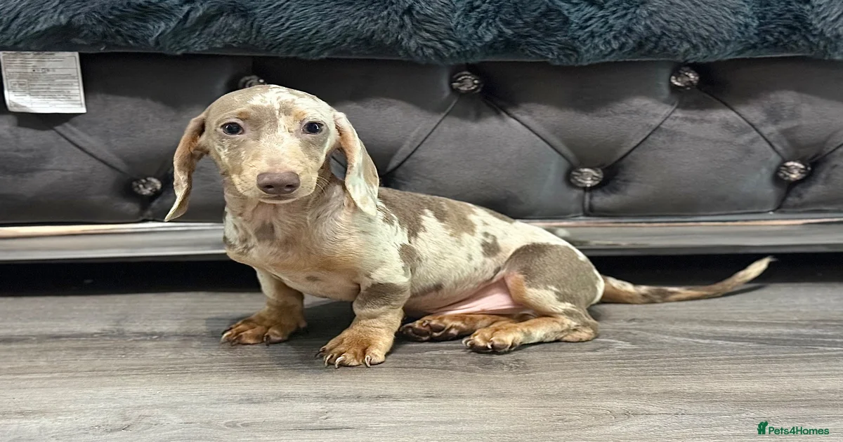 Mini fluffy Miniature Dachshund Puppies for sale | Pets4Homes