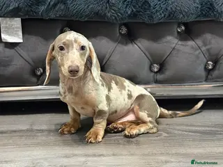 Miniature Dachshund dogs 💙Carry fluffy Isabella Boys🐶❤️ - Advert 9