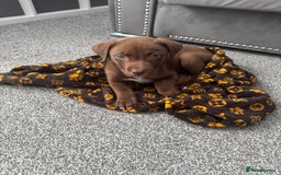Mixed Breed dogs for sale: Chocolate Labrador cross staff  - Image 1