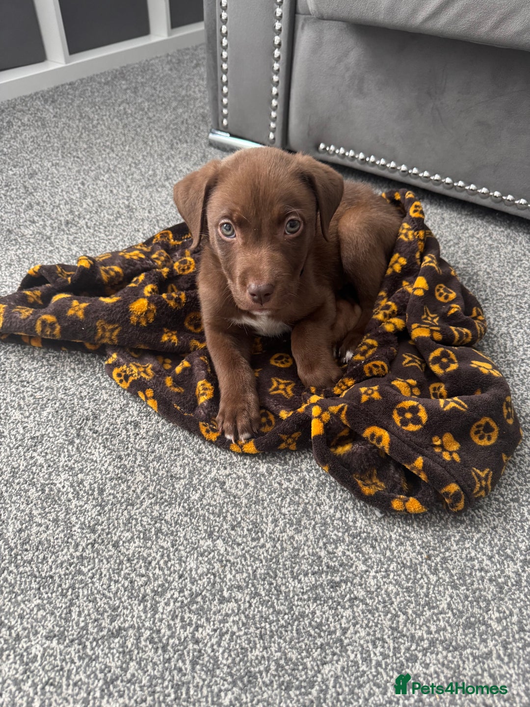 Mixed Breed dogs for sale: Chocolate Labrador cross staff  - Image 1