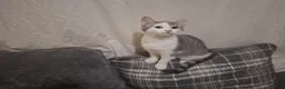 Mixed Breed cats for sale: Mix breed kittens readdy to go  in Birmingham - Advert 7