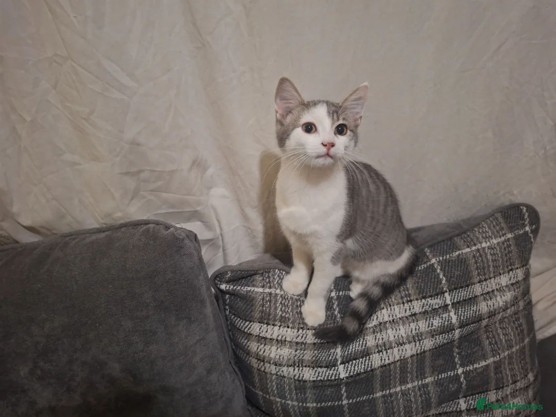Mixed Breed cats for sale: Mix breed kittens readdy to go  in Birmingham - Advert 7