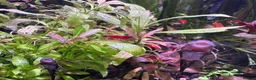 Shrimps fish for sale: Blue dream/cherry shrimp and juvenile plecos - Advert 8