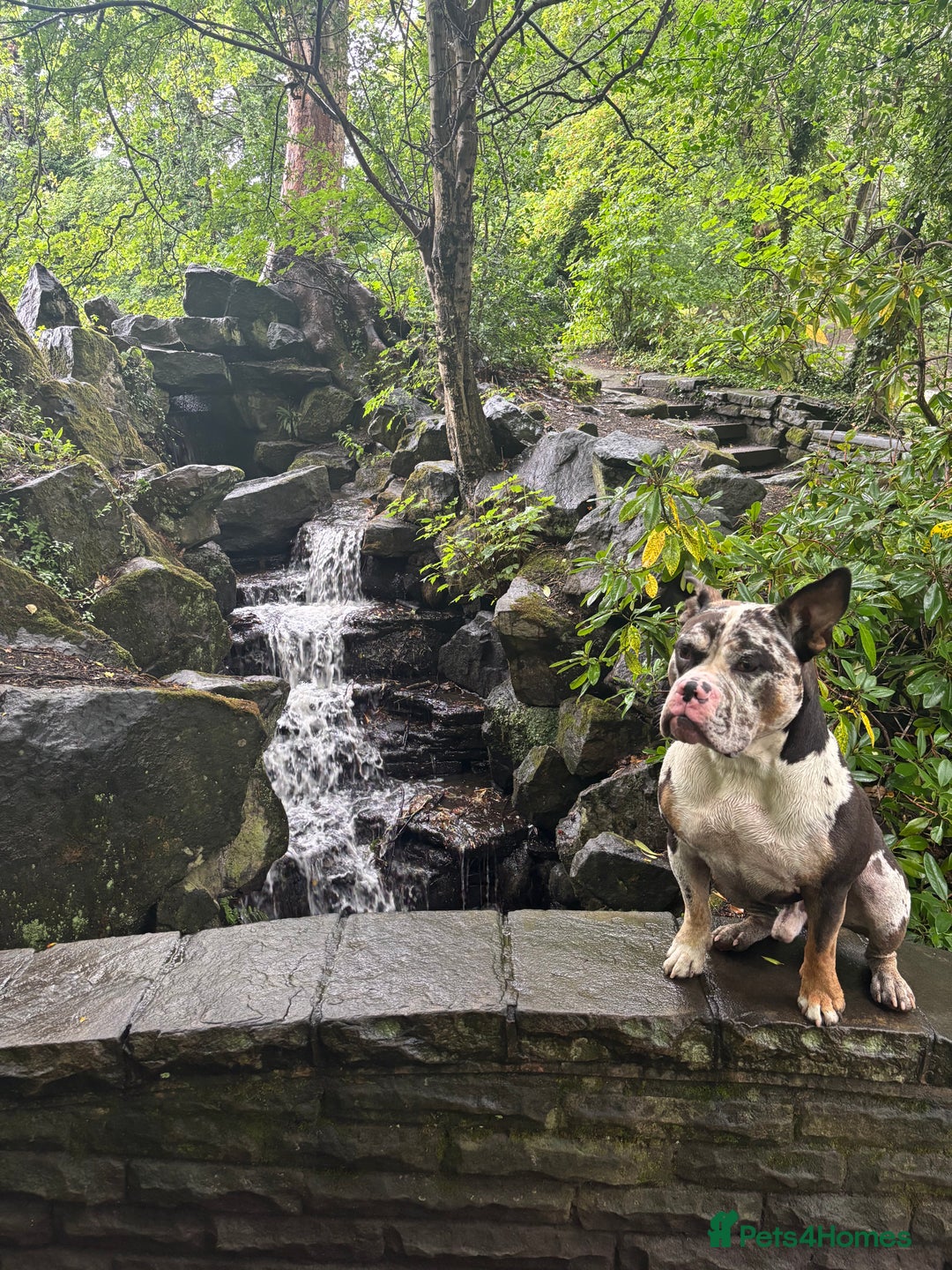 Olde English Bulldogge dogs for stud: Stud ready for female - Image 9