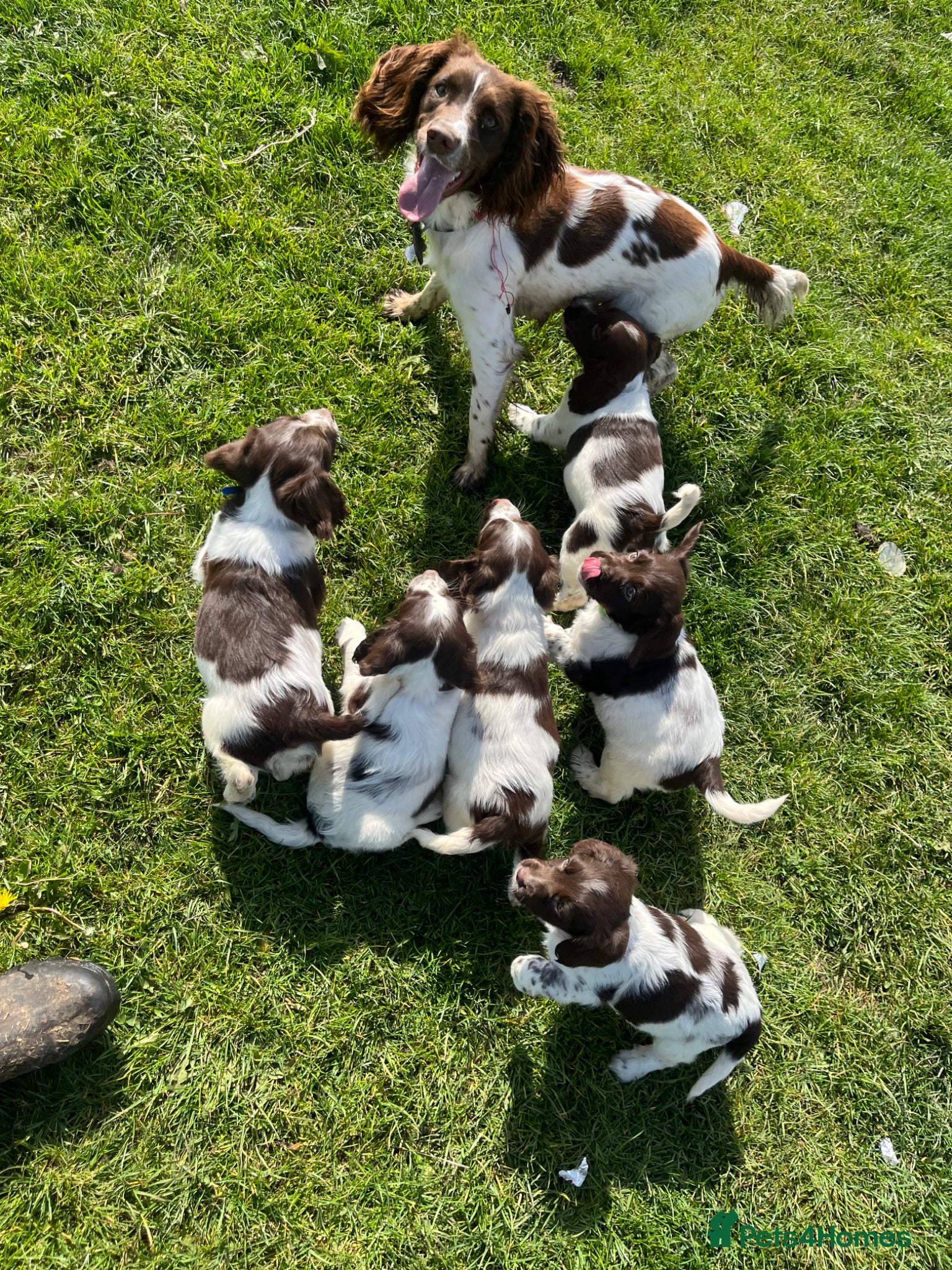 English Springer Spaniel dogs English springer spaniel puppies - Advert 3