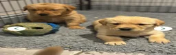 Goldador dogs for sale: Gorgoeus Goldador’s Health tested  - Advert 24