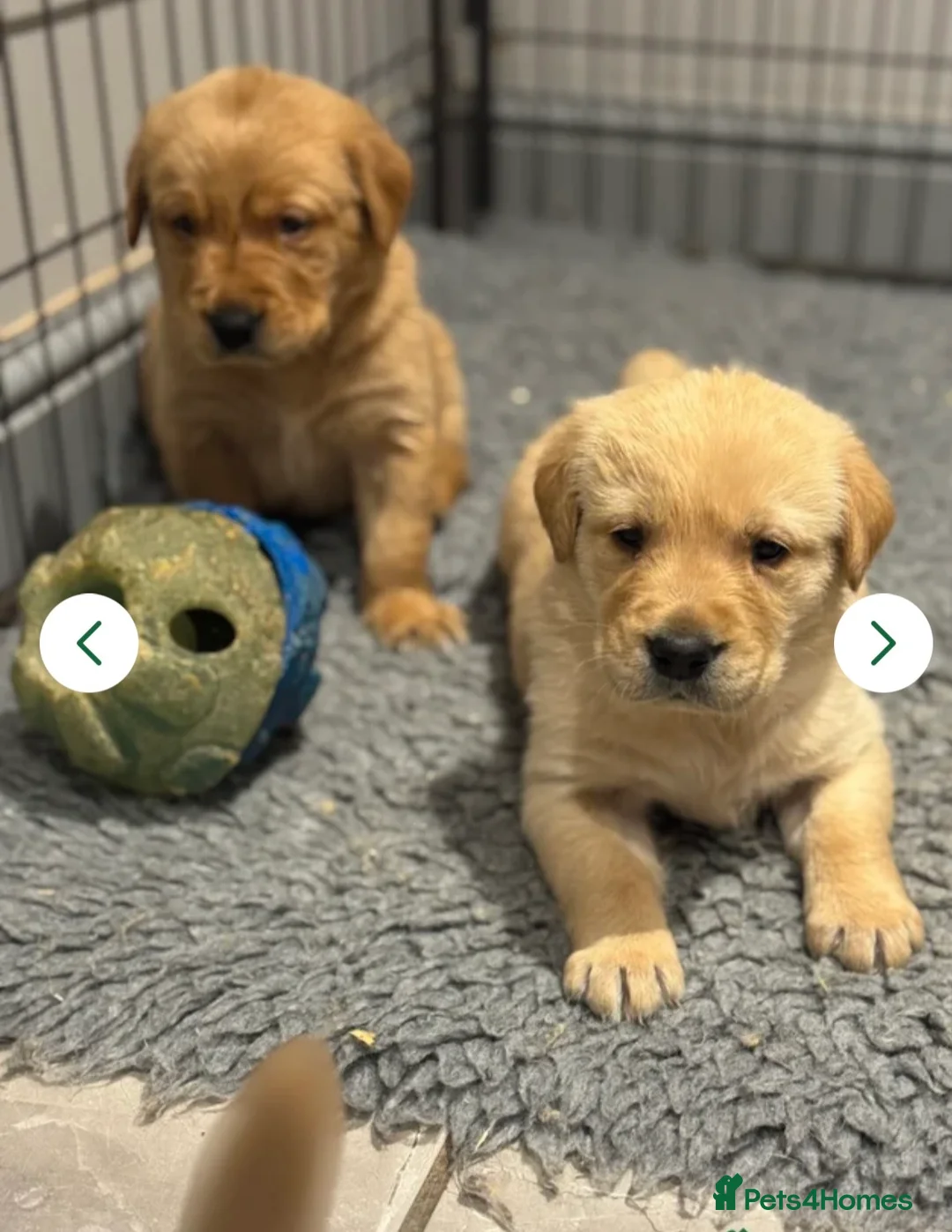 Goldador dogs for sale: Gorgoeus Goldador’s Health tested  - Advert 24