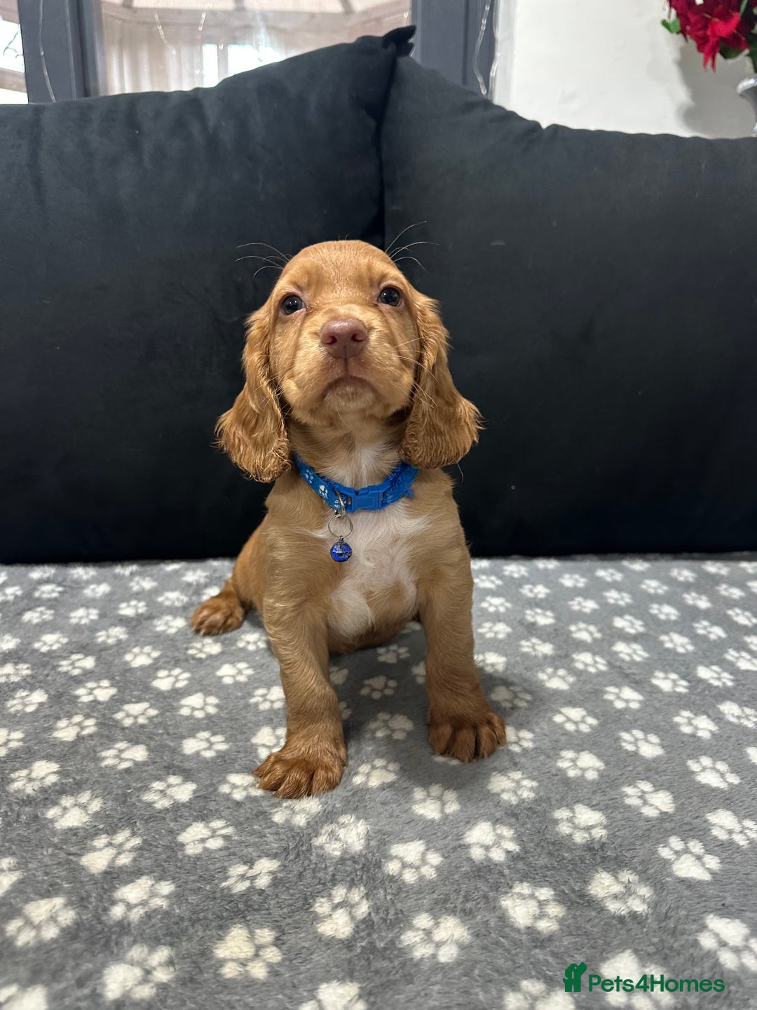 Cocker Spaniel dogs for sale: 3 beautiful cocker spaniel puppies left  - Advert 13