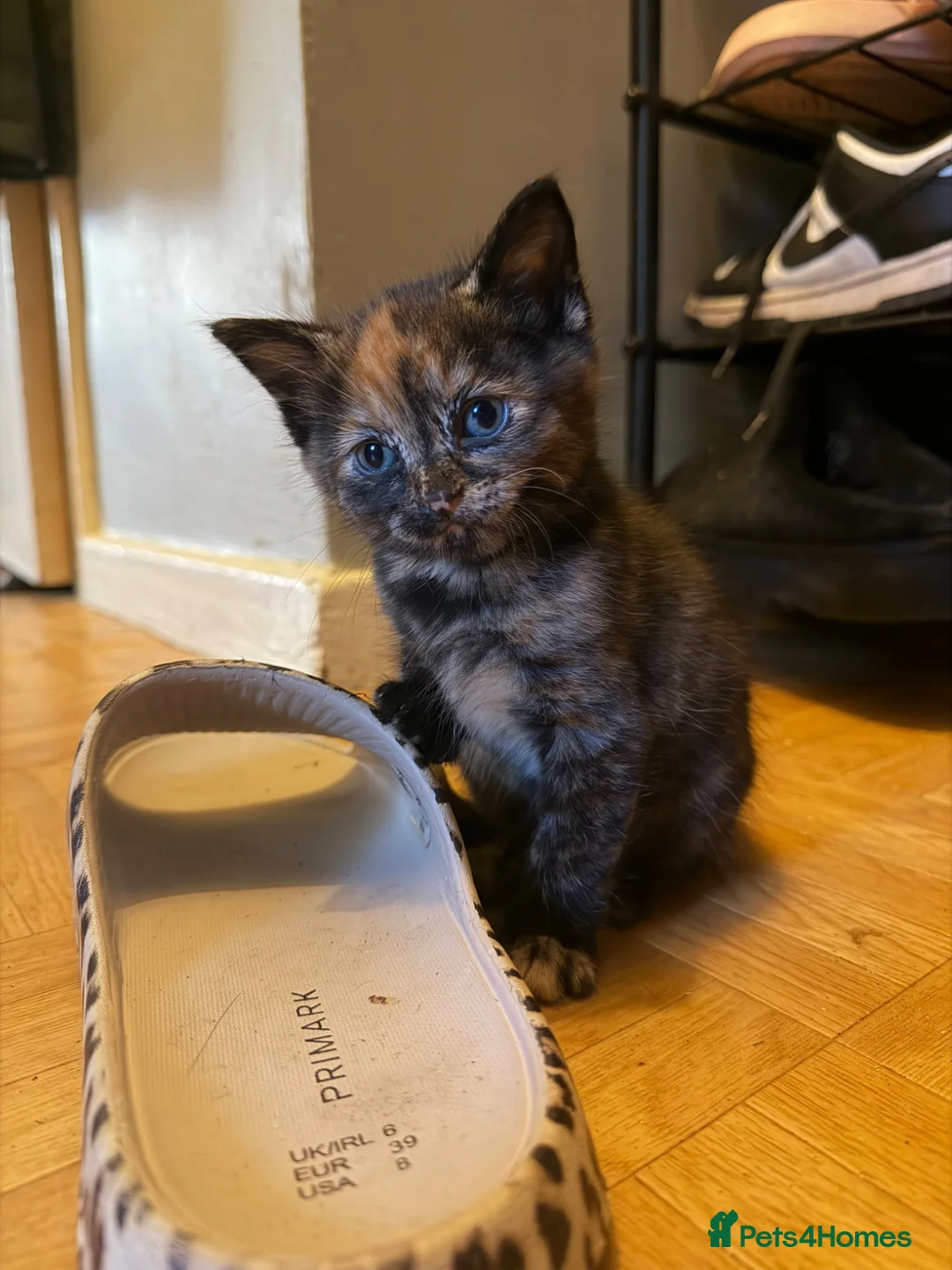 Manx cats for sale: Selling 3 kittens.  in Leeds - Advert 2