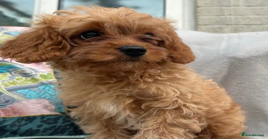 Cavapoo dogs - Advert 5