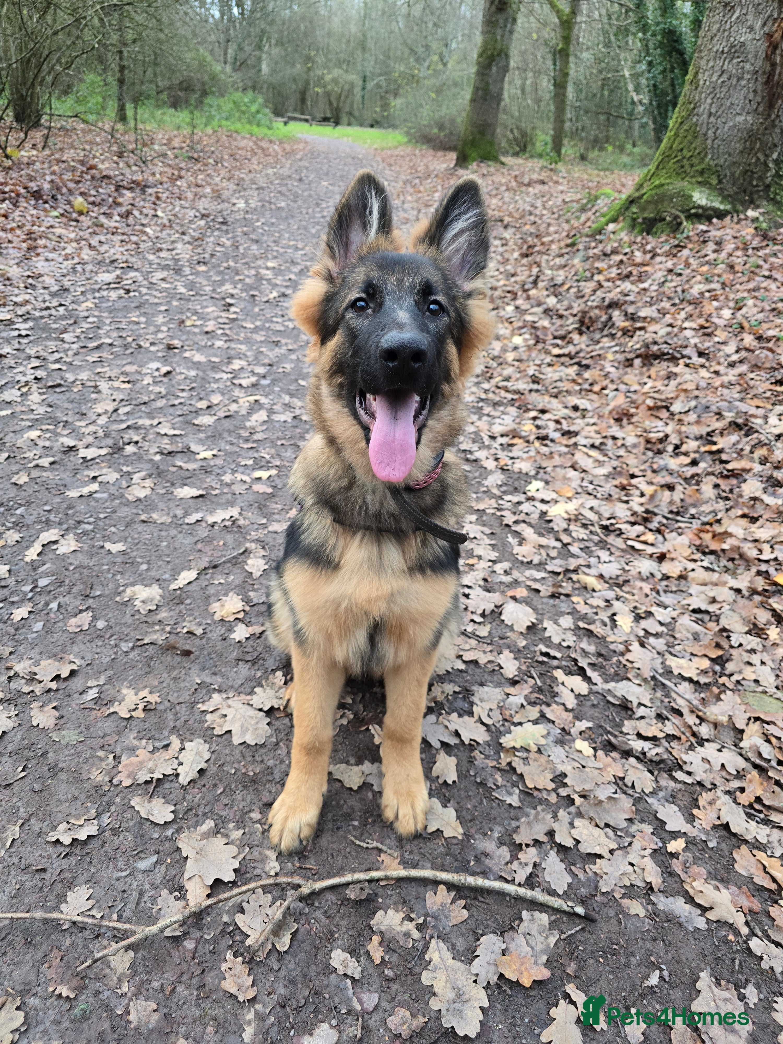 German Shepherd dogs Female German Shepherd for sale - Advert 1