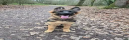 German Shepherd dogs for sale: Female German Shepherd for sale - Advert 1