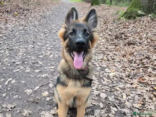 German Shepherd dogs Female German Shepherd for sale - Advert 1