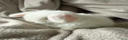 Mini Lop rabbits for sale: Blue eyed White mini lops.  - Advert 3
